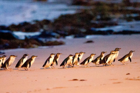 Small-Group Phillip Island Day Trip From Melbourne With Penguin Plus Viewing - Accommodation Batemans Bay 4