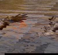 Litchfield and Jumping Crocodiles Full Day Trip from Darwin - Accommodation Batemans Bay