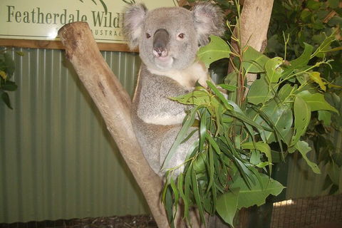 Blue Mountains Private Tour With Wildlife Park And River Cruise - Accommodation Batemans Bay 5