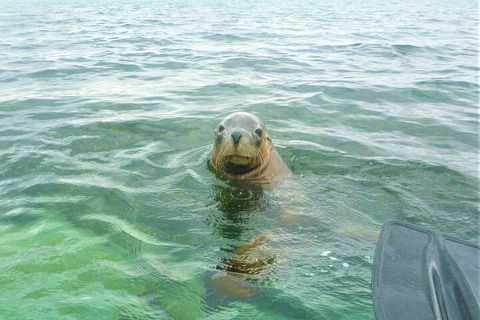 Seal Island And Penguin Island Or Point Peron Sea Kayak Tour - Accommodation Batemans Bay 1