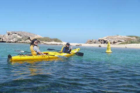 Seal Island And Penguin Island Or Point Peron Sea Kayak Tour - Accommodation Batemans Bay 3