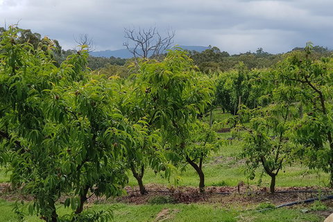 Yarra Valley Wineries And Rayners Orchard Tour From Melbourne - Accommodation Batemans Bay 2