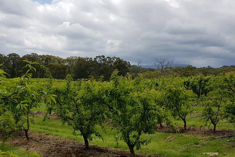 Yarra Valley Wineries And Rayners Orchard Tour From Melbourne - Accommodation Batemans Bay 4