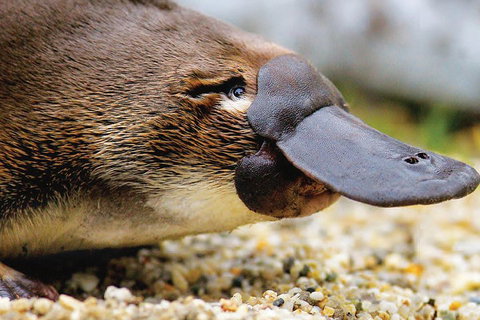 2 Day Great Ocean Road Tour And Platypus Paddle - Accommodation Batemans Bay 3