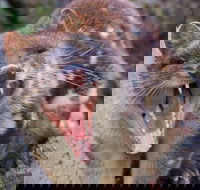 After Dark Tasmanian Devil Feeding Tour at Cradle Mountain - Accommodation Batemans Bay