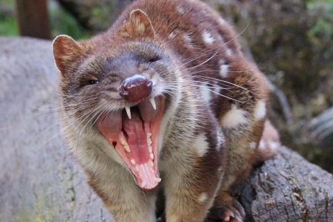 After Dark Tasmanian Devil Feeding Tour At Cradle Mountain - Accommodation Batemans Bay 0