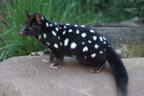 After Dark Tasmanian Devil Feeding Tour At Cradle Mountain - Accommodation Batemans Bay 5