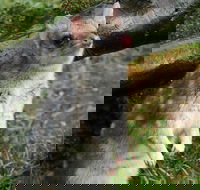 1-Hour Tasmanian Devil Feeding Day Tour at Cradle Mountain - Accommodation Batemans Bay