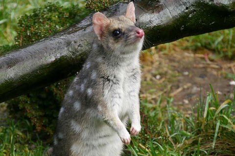 1-Hour Tasmanian Devil Feeding Day Tour At Cradle Mountain - Accommodation Batemans Bay 0