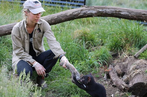 1-Hour Tasmanian Devil Feeding Day Tour At Cradle Mountain - Accommodation Batemans Bay 2