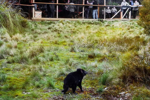 1-Hour Tasmanian Devil Feeding Day Tour At Cradle Mountain - Accommodation Batemans Bay 5