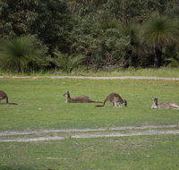 Yanchep  Lancelin - Wildlife Cave And Sands - Accommodation Batemans Bay