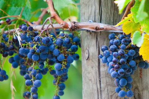 Yarra Valley, Dandenong Ranges Inc. Lunch With Wine,plus Morning Tea,chocolate - Accommodation Batemans Bay 0