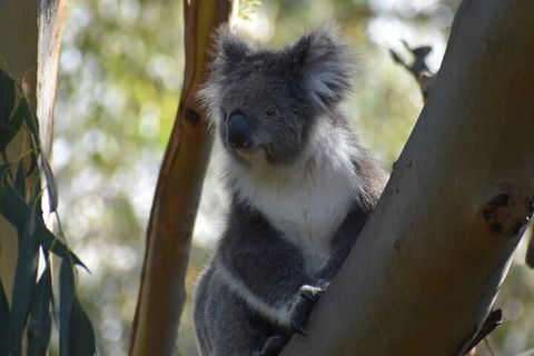 Full-Day Bus Tour Phillip Island Wildlife And Brighton Beach - Accommodation Batemans Bay 0
