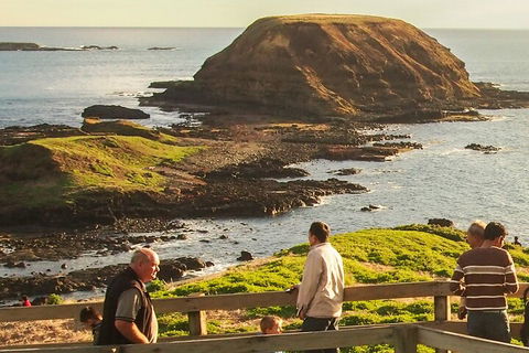 Full-Day Bus Tour Phillip Island Wildlife And Brighton Beach - Accommodation Batemans Bay 2
