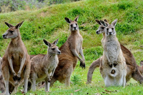 Full-Day Bus Tour Phillip Island Wildlife And Brighton Beach - Accommodation Batemans Bay 4