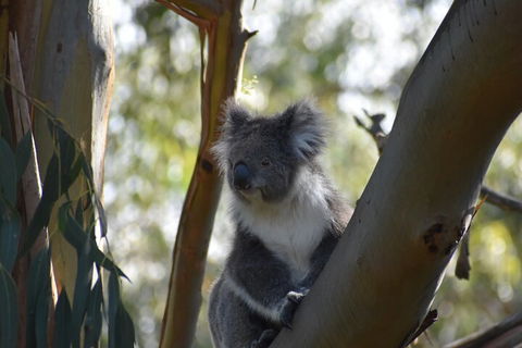 Healesville Sanctuary And Phillip Island Wildlife Bus Tour - Accommodation Batemans Bay 0