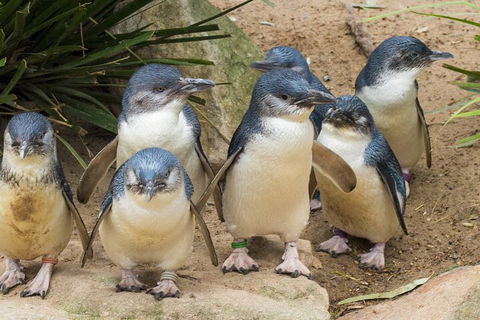 Healesville Sanctuary And Phillip Island Wildlife Bus Tour - Accommodation Batemans Bay 2