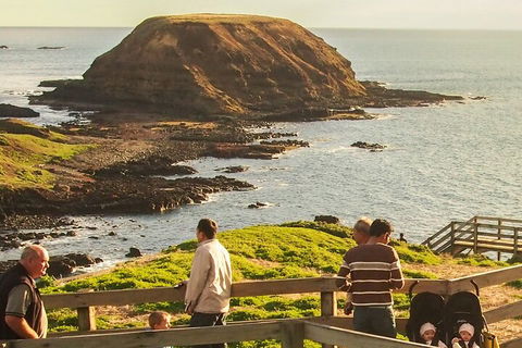 Healesville Sanctuary And Phillip Island Wildlife Bus Tour - Accommodation Batemans Bay 3