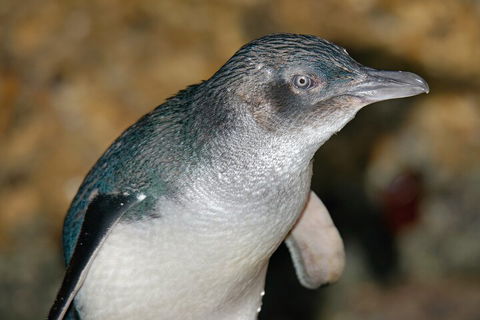 Healesville Sanctuary And Phillip Island Wildlife Bus Tour - Accommodation Batemans Bay 4