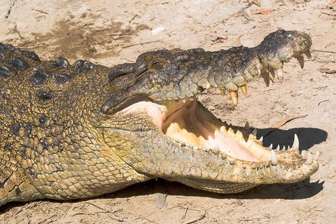 4-Day Cairns Ultimate Combo: Daintree Rainforest, Reef, Kuranda & Paronella Park - Accommodation Batemans Bay 0