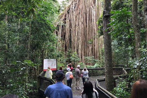 4-Day Cairns Ultimate Combo: Daintree Rainforest, Reef, Kuranda & Paronella Park - Accommodation Batemans Bay 5