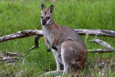 Ultimate Blue Mountains And Wildlife Tour - Accommodation Batemans Bay 0