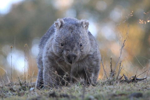 Ultimate Blue Mountains And Wildlife Tour - Accommodation Batemans Bay 3