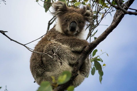 Phillip Island And French Island Wildlife Expedition - Accommodation Batemans Bay 3