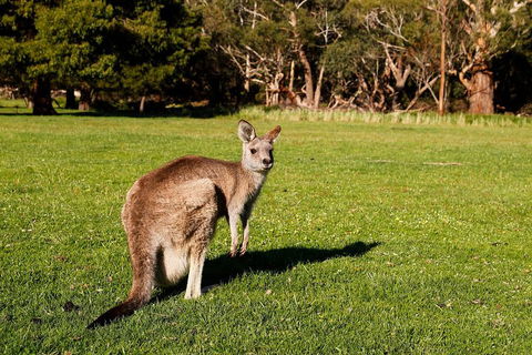 Full-Day Private Tour To Grampians From Melbourne - Accommodation Batemans Bay 5