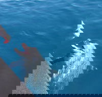 Noosa Wild Dolphin Safari - Accommodation Batemans Bay