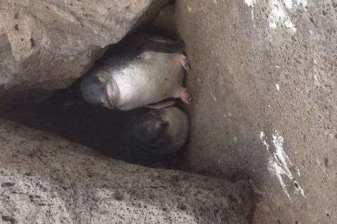 Food Tour Melbourne - St Kilda - Accommodation Batemans Bay 3