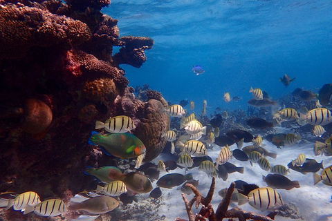 Lagoon Explorer - Ningaloo Reef Full-Day Kayaking And Snorkeling Adventure - Accommodation Batemans Bay 2