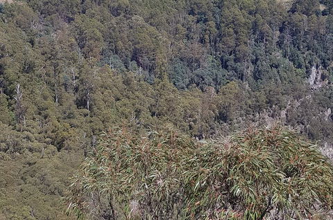 Leven Canyon Day Trip Including Wings Wildlife Park Or Gunns Plains Caves - Accommodation Batemans Bay 4