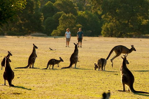 Grampians National Park Small-Group Eco Tour From Melbourne - Accommodation Batemans Bay 4