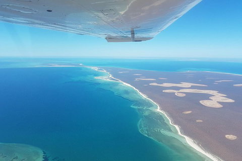 Monkey Mia Dolphins & Shark Bay Air Tour From Perth - Accommodation Batemans Bay 2