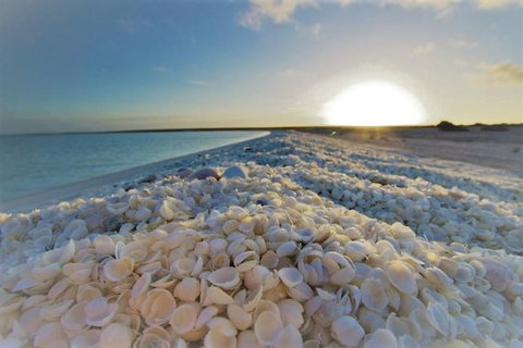 Monkey Mia Dolphins & Shark Bay Air Tour From Perth - Accommodation Batemans Bay 3