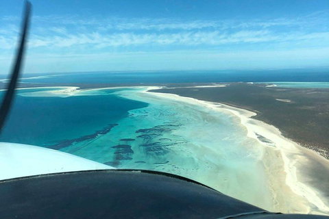Monkey Mia Dolphins & Shark Bay Air Tour From Perth - Accommodation Batemans Bay 4