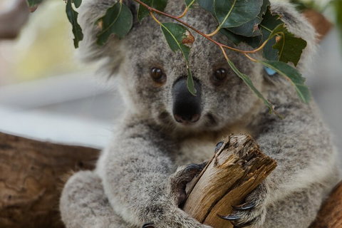 Private Phillip Island & Penguin Parade Hiking Tour From Melbourne - Accommodation Batemans Bay 1