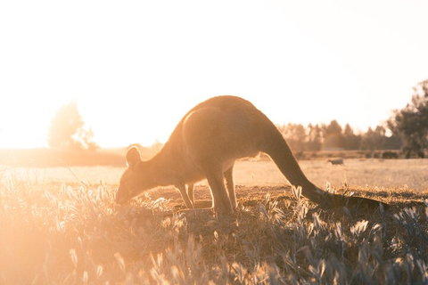 Private Phillip Island & Penguin Parade Hiking Tour From Melbourne - Accommodation Batemans Bay 2