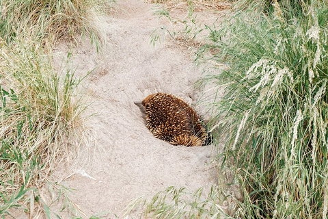 Private Phillip Island & Penguin Parade Hiking Tour From Melbourne - Accommodation Batemans Bay 3