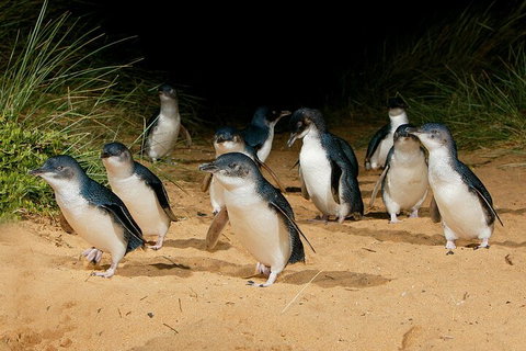 Private Phillip Island & Penguin Parade Hiking Tour From Melbourne - Accommodation Batemans Bay 4