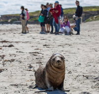 Kangaroo Island in a Day Tour from Adelaide - Accommodation Batemans Bay