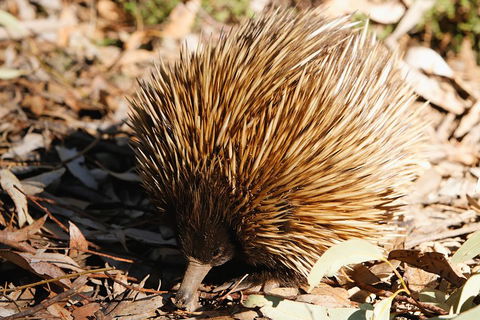 Kangaroo Island In A Day Tour From Adelaide - Accommodation Batemans Bay 2