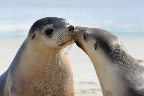 2 Day Ultimate Kangaroo Island With Return Ferry - Accommodation Batemans Bay 2