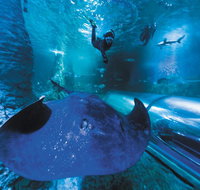 Snorkel with Sharks at AQWA - Accommodation Batemans Bay