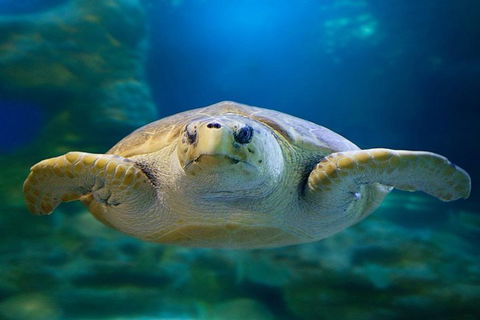 Glass Bottom Boat & Entry At AQWA - Accommodation Batemans Bay 1