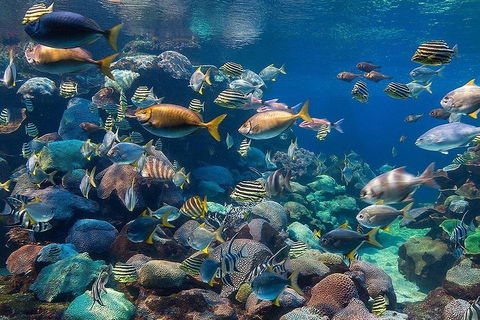 Glass Bottom Boat & Entry At AQWA - Accommodation Batemans Bay 3