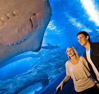 Dive with Sharks at AQWA - Accommodation Batemans Bay