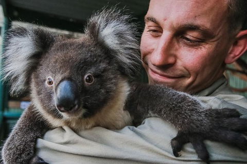 Kangaroos & Koala Encounter Experience (Half Day Private Tour) - Accommodation Batemans Bay 0